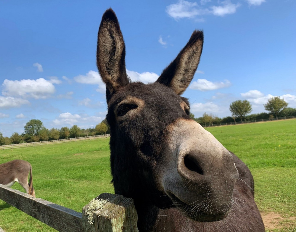 A resident donkey at The Donkey Sanctuary (Credit: The Donkey Sanctuary) 