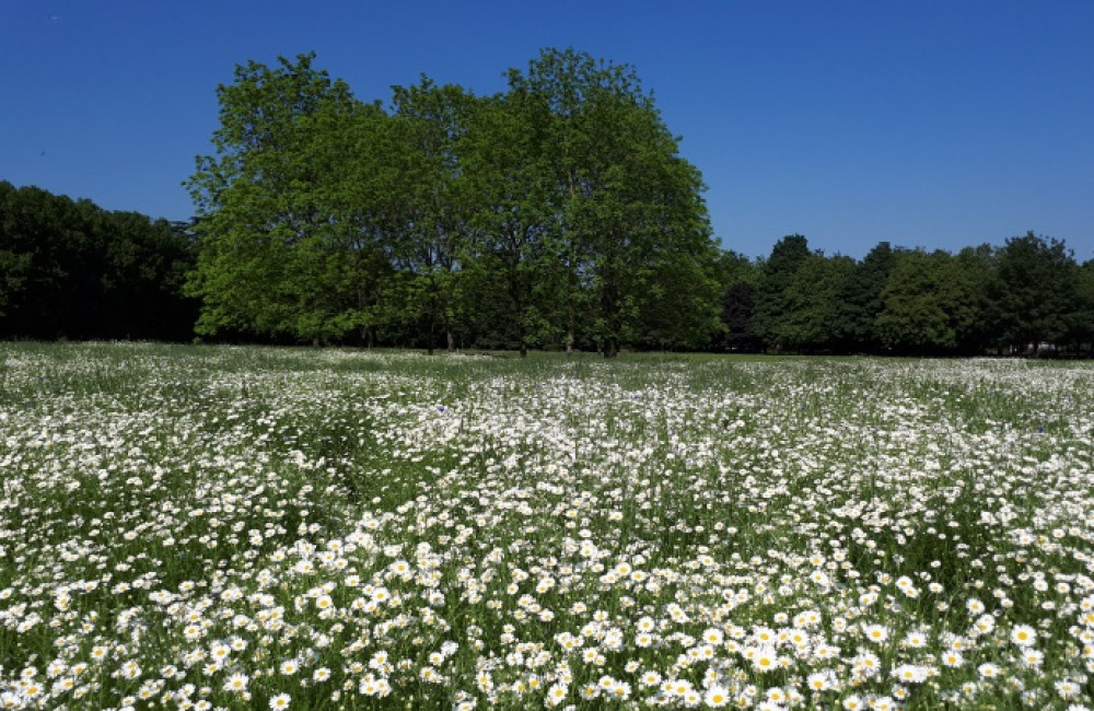 The Ealing Council Overview and Scrutiny Committee are set to meet on Warren Farm. Photo: Ealing Council.