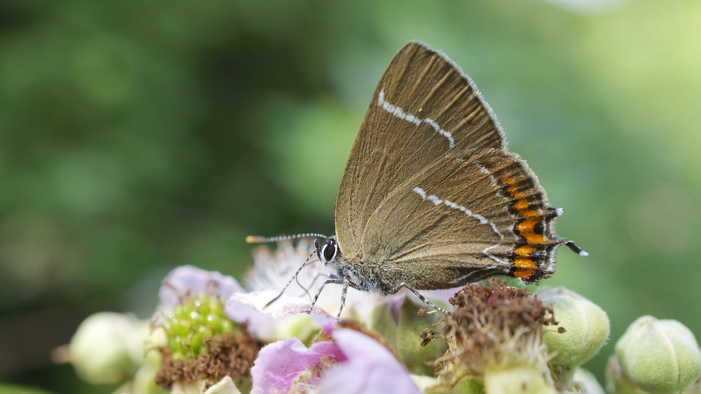 The White-letter hairstreak loves to spend its time in treetops. Volunteers want to welcome it back to Macclesfield in what would be a small biodiversity victory. (Image - CC 2.0 Ian Kirk from Broadstone, Dorset, UK Unchanged bit.ly/3xGy7Dh)