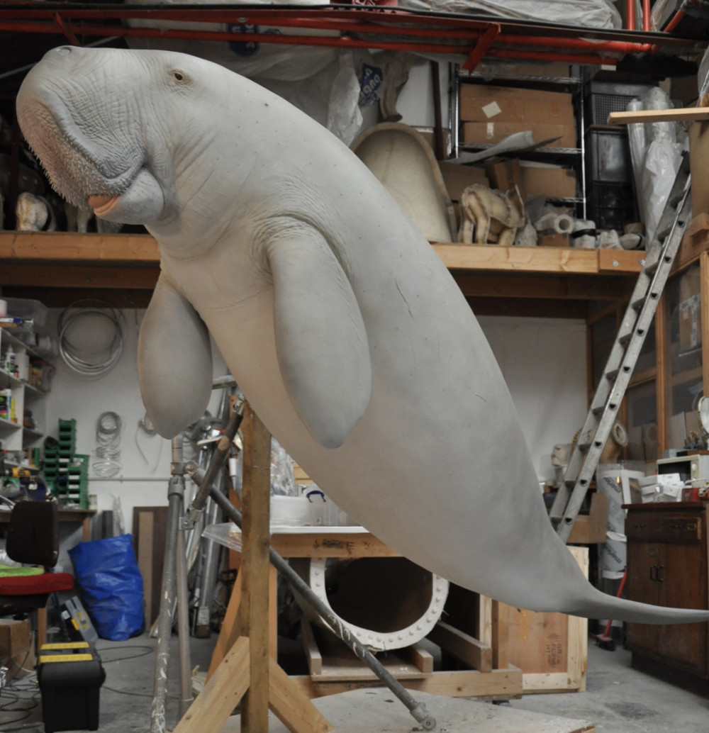 Letchworth model makers take deep dive into museum exhibit. PICTURE: The dugong in question. CREDIT: Ogle