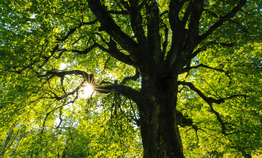 Staffordshire County Council will be giving away free trees tomorrow to help make the city greener (Jan Huber on Unsplash).