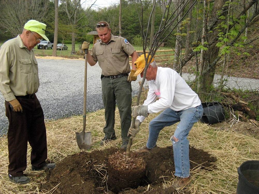 Ealing Council have planted 7,000 trees between November and March. Photo: Albert Herring.