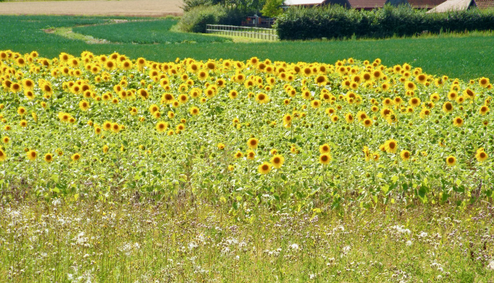 Sunflowers for peace