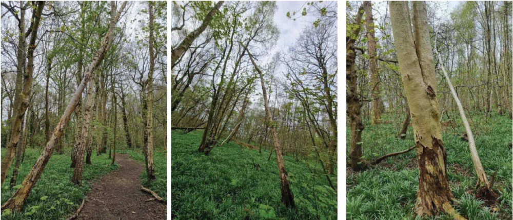 Warwick District Council is considering an application from Bovis Homes for the tree works at Bullimore Wood (image via planning application)