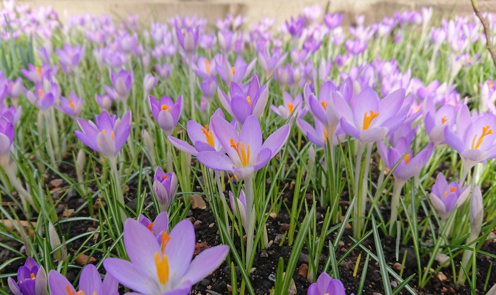 With all the spring bulbs in flower it is a lovely time to visit Maldon's secret garden! (Photo: Maldon & Heybridge Horticultural Society)