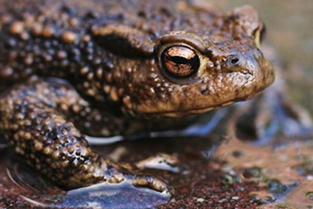 Toad Crossing Patrol Officers To See Amphibians Across The Road Local News News