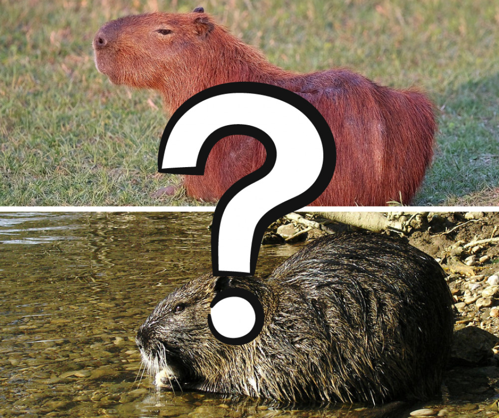 The mystery of the Shepton Mallet capybara, Local News, News, Shepton  Mallet Nub News