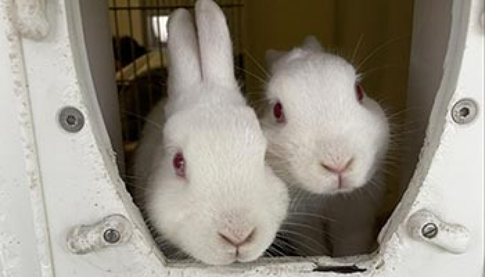 Have you had your rabbit neutered? (Photo: RSPCA)