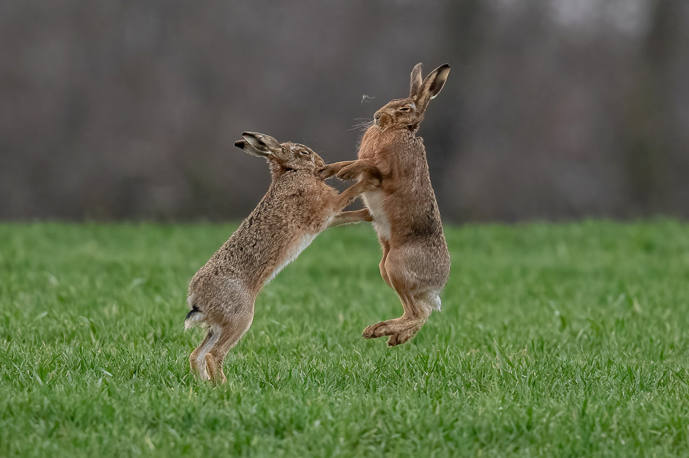 Hares 'boxing' in Suffolk (Picture: Frances Browne/SWNS)