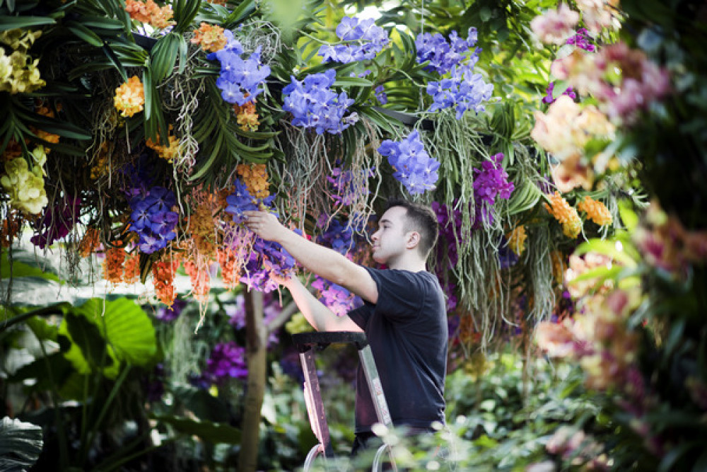 Kew Gardens' orchid festival is just one of the exciting events happening this week. Photo: Royal Botanic Gardens, Kew.