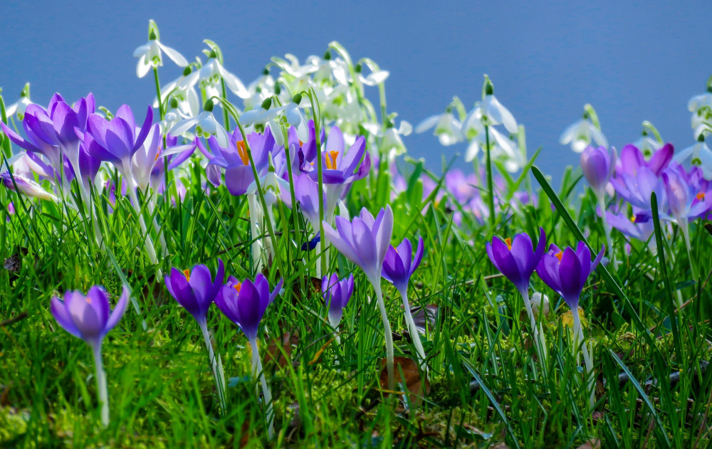 Spring flowers (Picture: Pixabay)