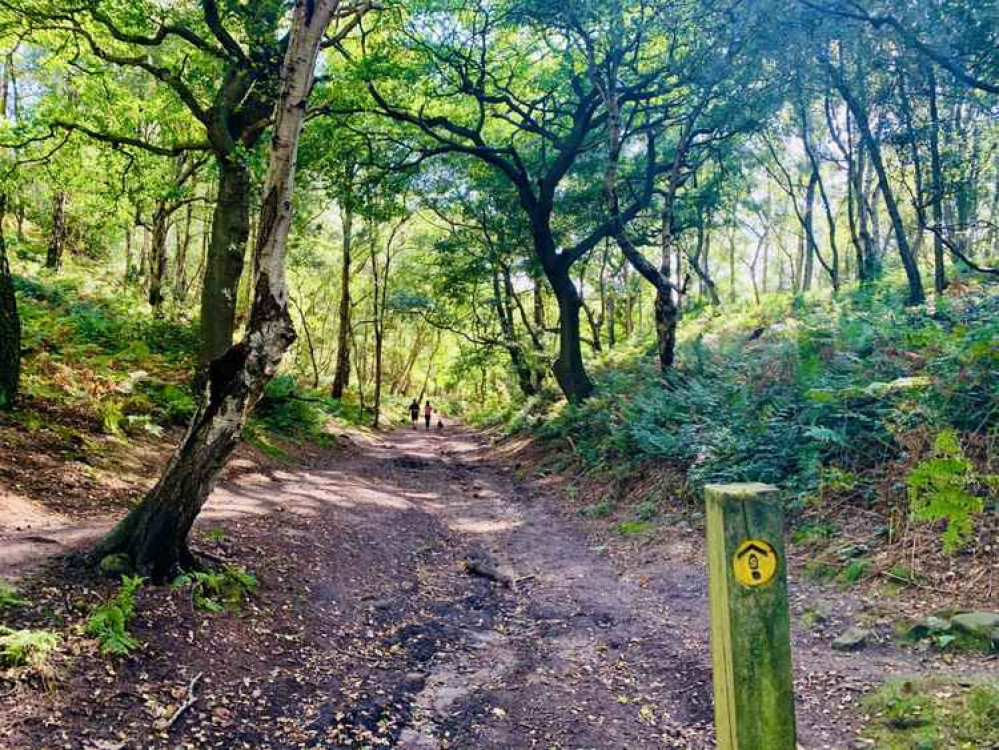 The woodland around Snidley Moor