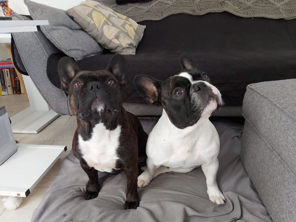 Photo : RSPCA Mollie and Frankie 