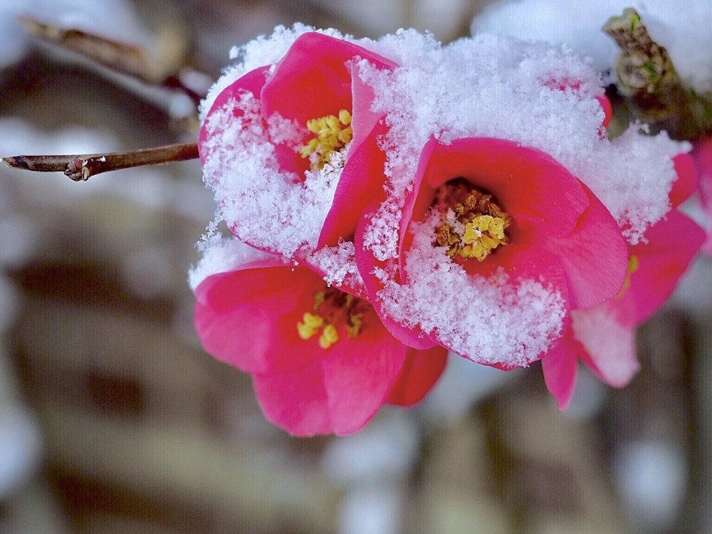 These beautiful pics of the borough covered in snow come courtesy of local photographer Ruth Wadey, who is well known in the area as her weather watch photos of Richmond regularly appear on weather bulletins on both the BBC and ITV. Credit: Ruth Wadey.