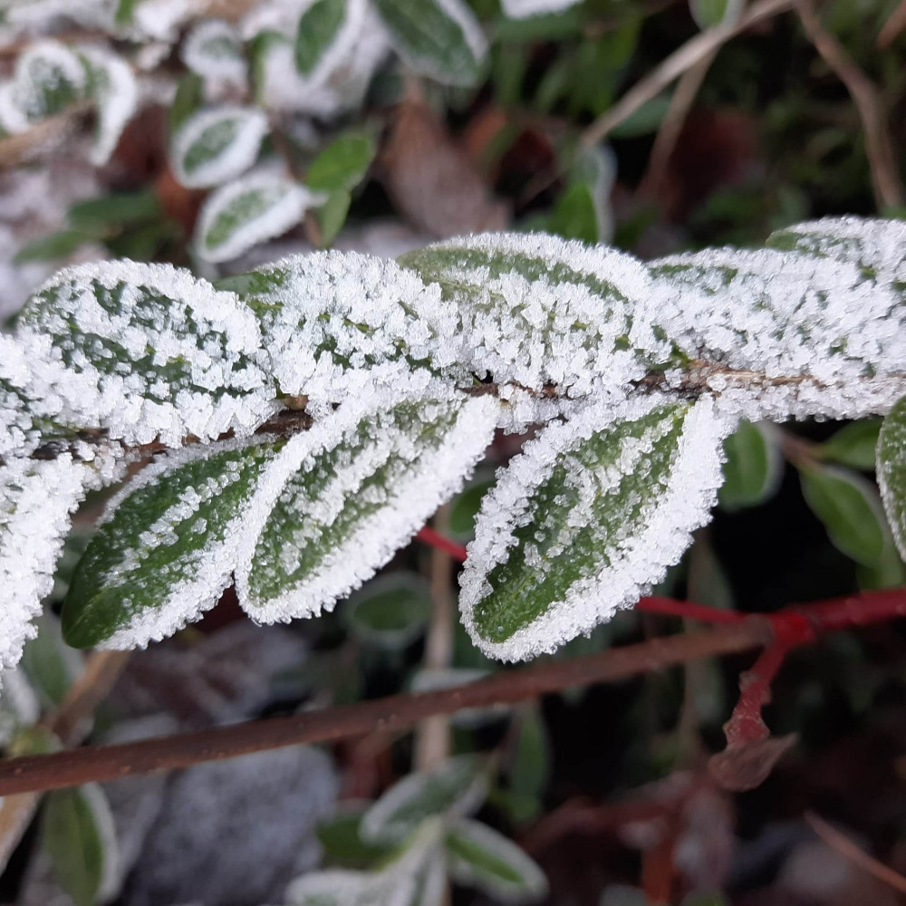 Frost and snow in Stamford. Image credit: Nub News.