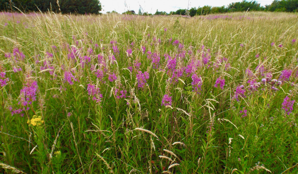 Spring meadow (Picture: Pixabay)