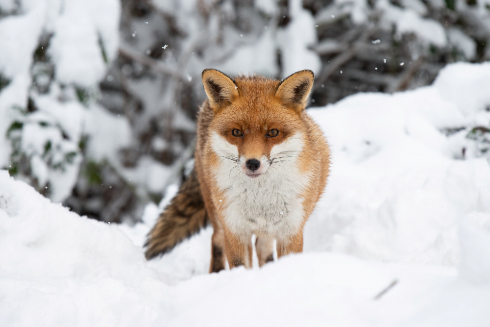 Charlie the fox loves snow (Picture SWNS)