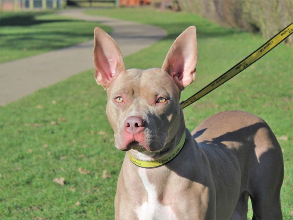 One-year-old Crossbreed, Indi arrived at the Honiley centre in December 2022 after being found as a heavily pregnant stray (image via Dogs Trust)