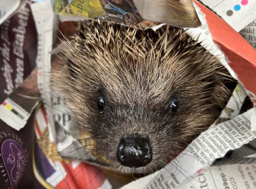 Can you support Rutland's hedgehog population? Image credit: Prickleback Urchin Hedgehog Rescue. 