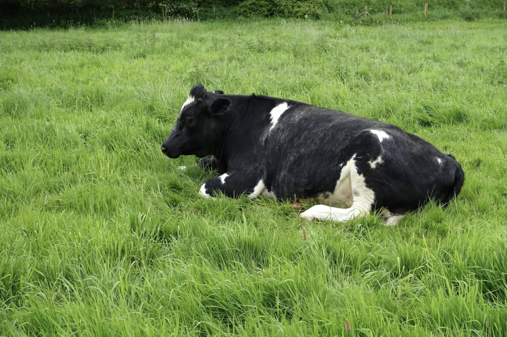 Generic image of cow (By Daderot - Own work, CC0, https://commons.wikimedia.org/w/index.php?curid=56523788) Generic image of cow (By Daderot - Own work, CC0, https://commons.wikimedia.org/w/index.php?curid=56523788)