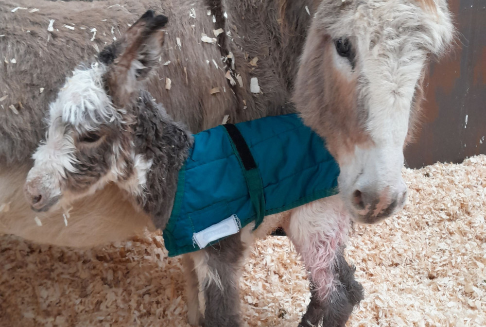 Rosie's new foal (The Donkey Sanctuary)