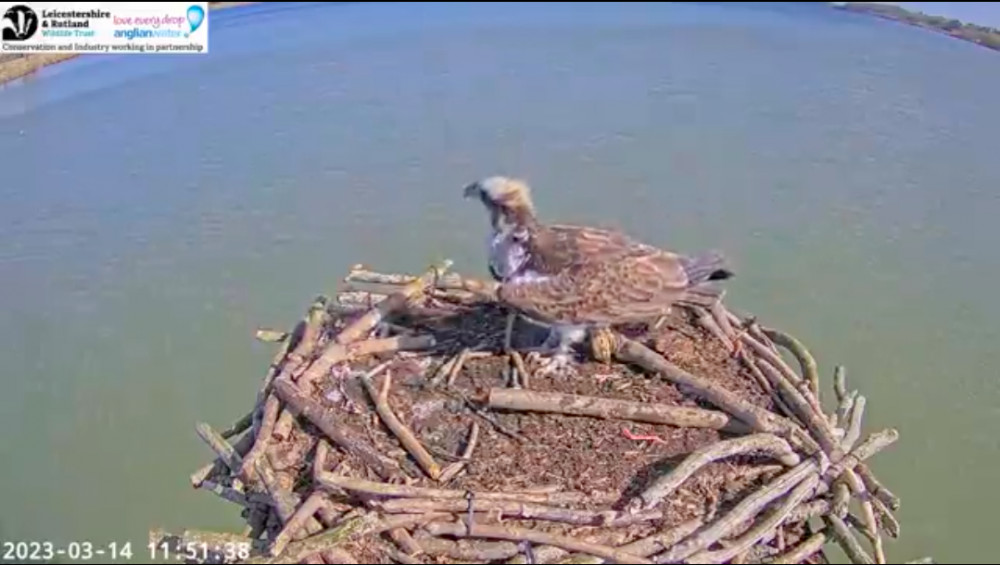 The webcam picked up the first sighting of the returning female. Image credit: Rutland Osprey Project webcam screenshot.