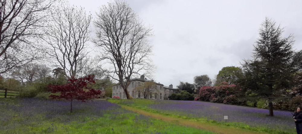 Bluebell Festival and Art Exhibition Bluebell Festival and Art Exhibition