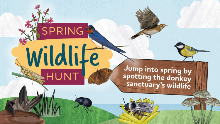 Spring Wildlife Hunt – Spring Trail Spring Wildlife Hunt – Spring Trail
