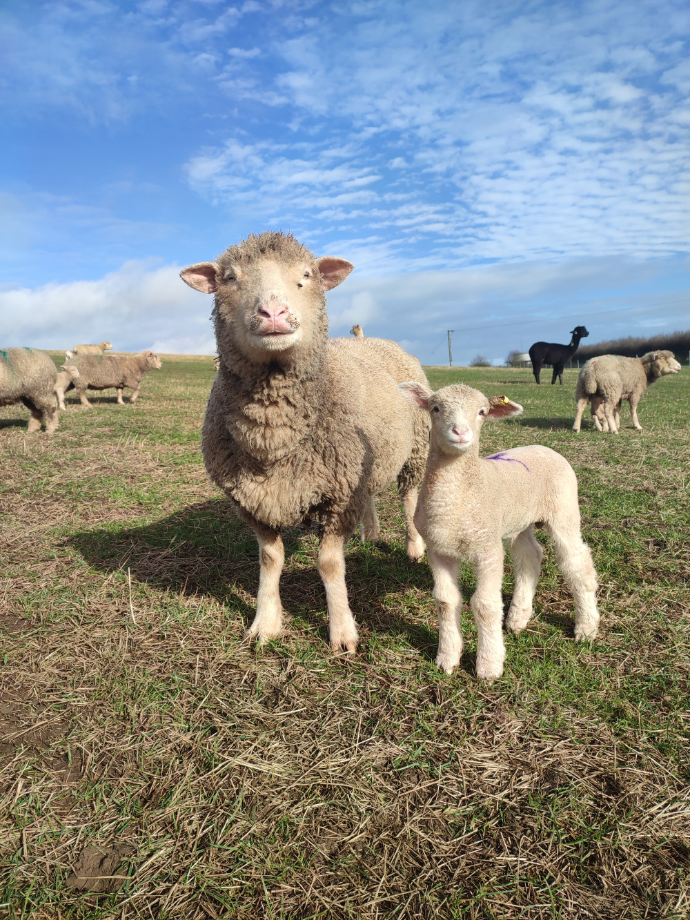 Charnwood Forest Alpacas, Boundary, Ashby de la Zouch