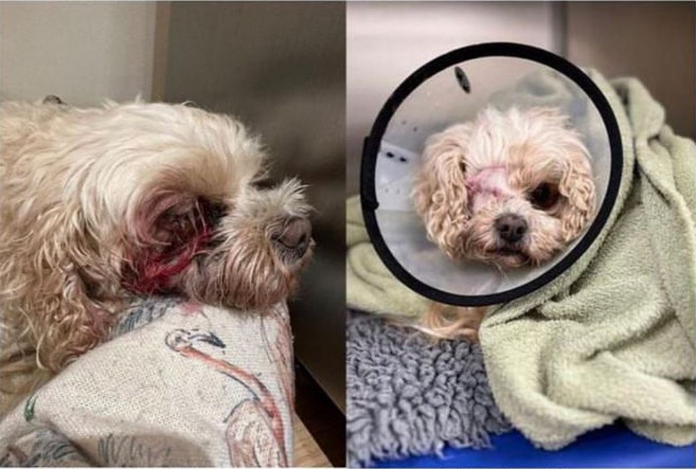 The heartbroken owner of a small cavapoo has appealed for witnesses.