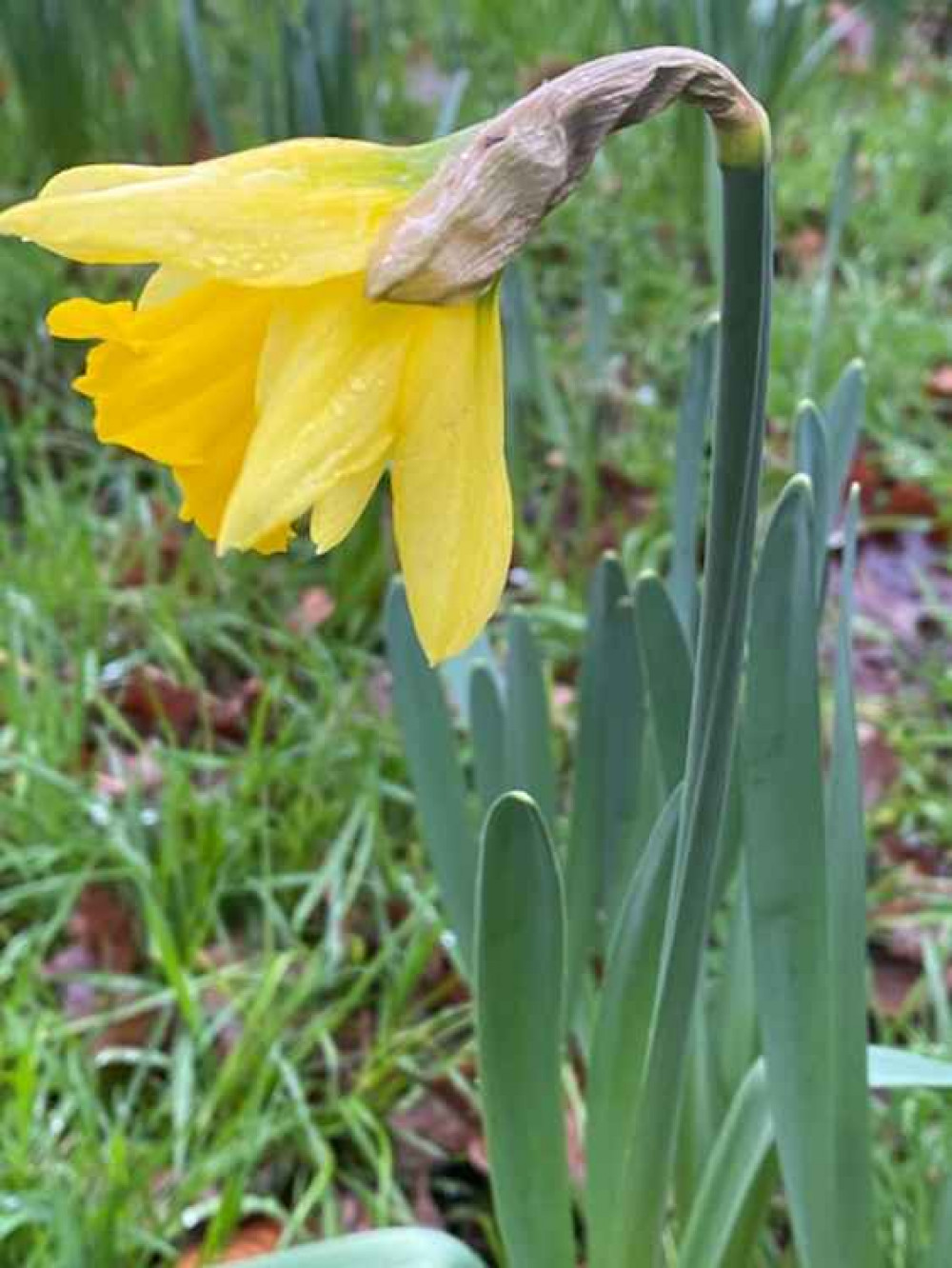 Daffodils are a sign of Spring  