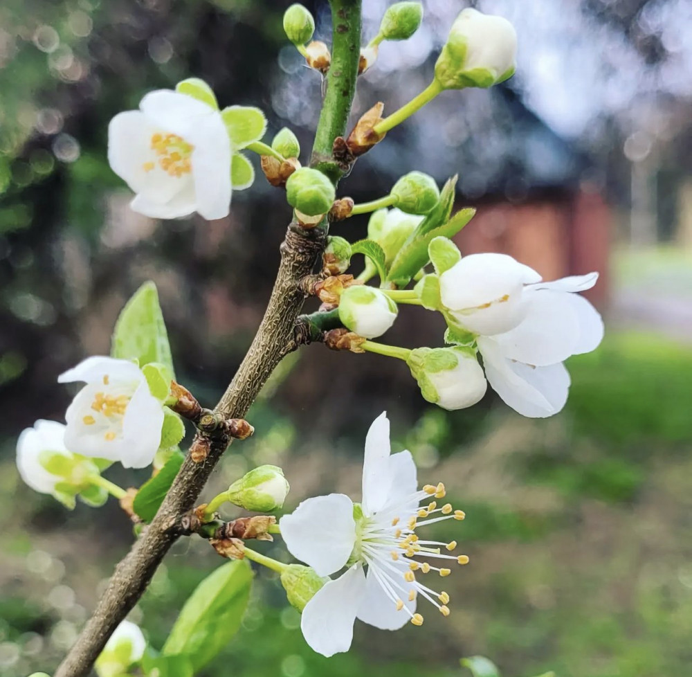 Spring has sprung in Hitchin. CREDIT: Hitchin photographer - Tuuli Parker Artist @Tuuliparkerartist Insta