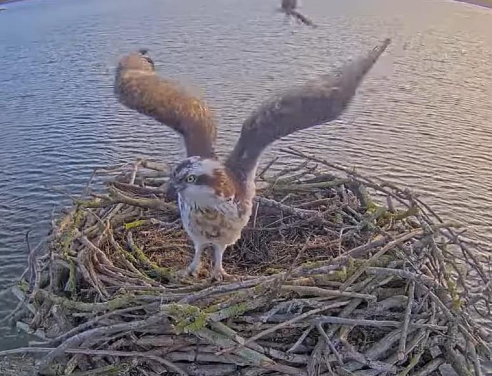 Maya returning to the nest. Image credit: Rutland Osprey Project.