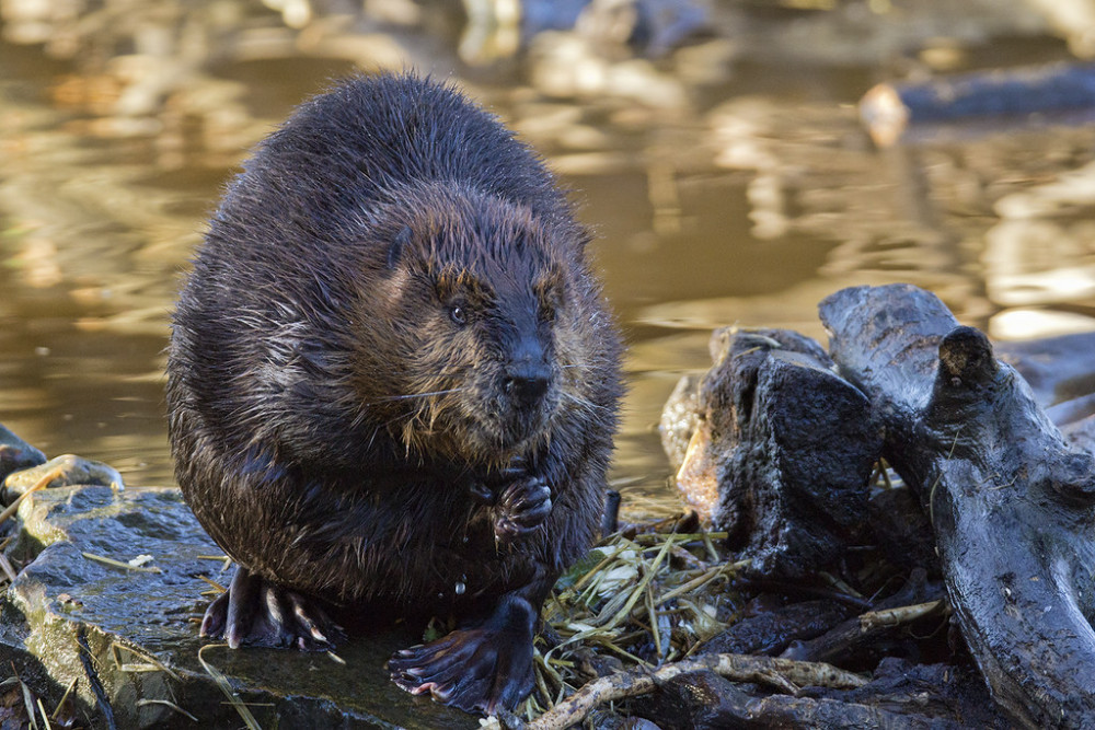 Sadiq Khan commits funding to restore beavers to Ealing. Photo: hehaden.