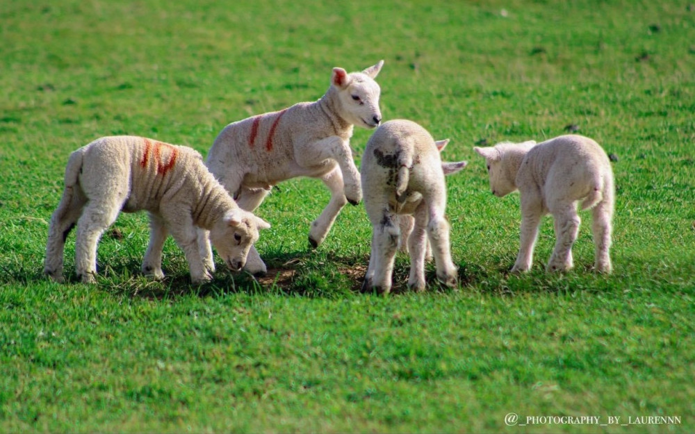 Lovely lambs (Picture: Lauren Hyde)