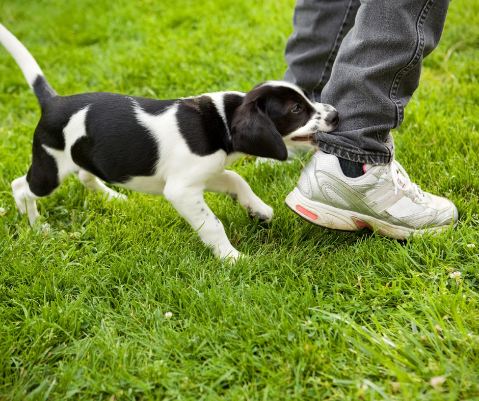 Hounds and Hooves offer top tips on how to help your puppy through the difficult teething stage