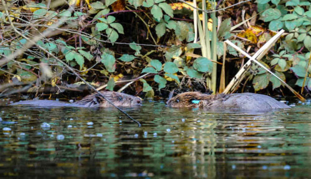 The Hatchmere beavers (male on the left, female on the right). Image: Rachel Bradshaw