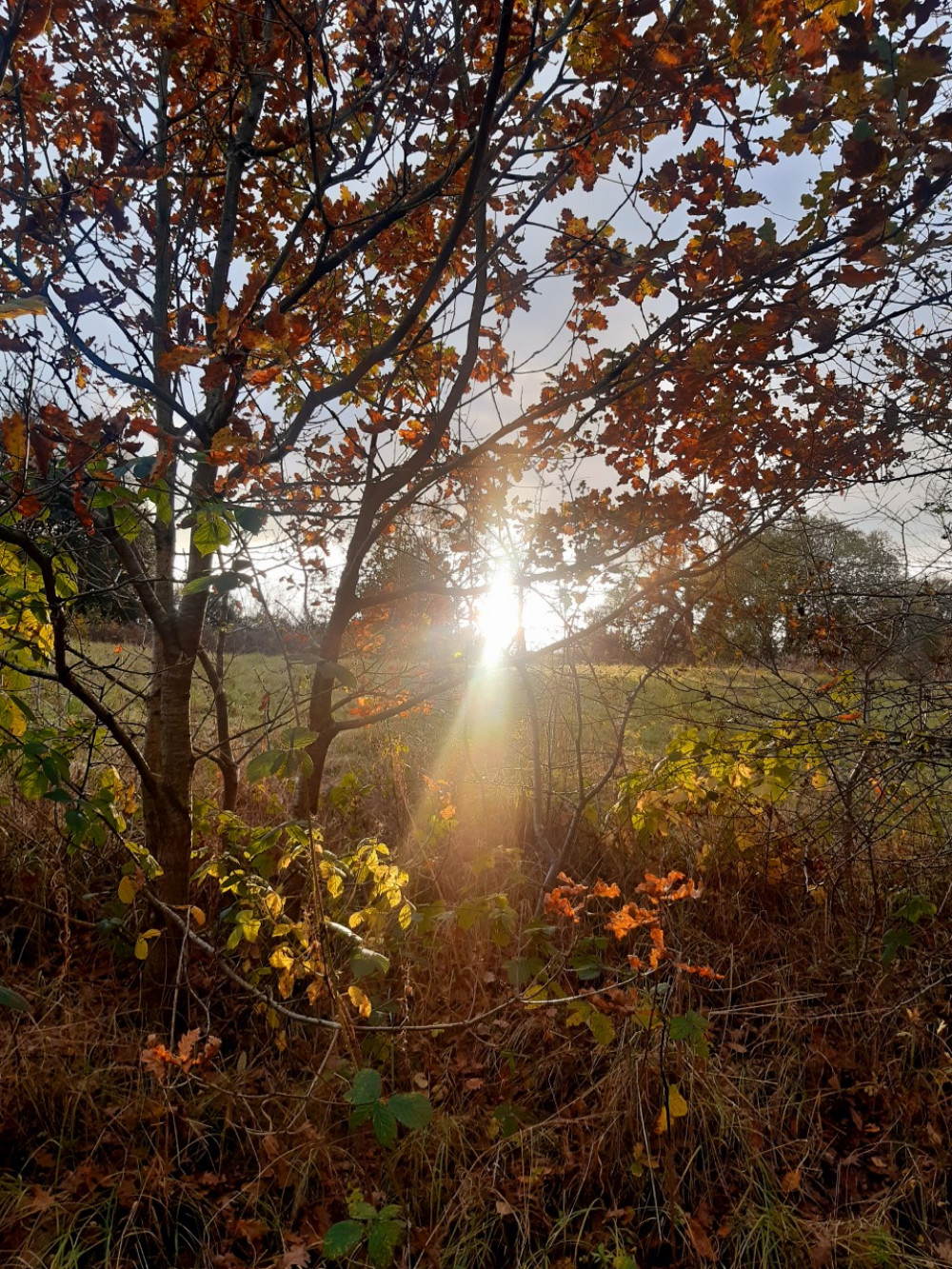 There's a rain water harvesting system training day tomorrow at Hassall Green Nature Reserve (Photo: Land Trust) installat