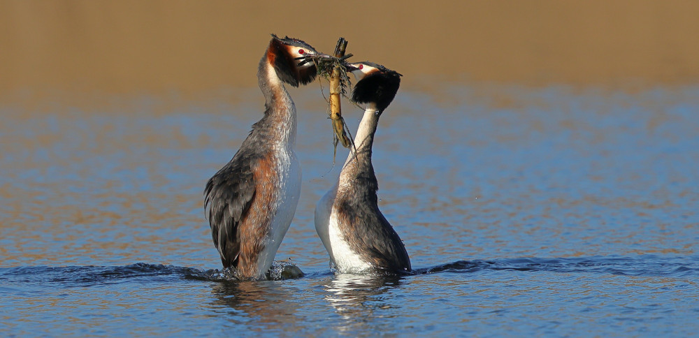 Great Crested Grebes courting (Picture: Robin Morrison/SWNS))