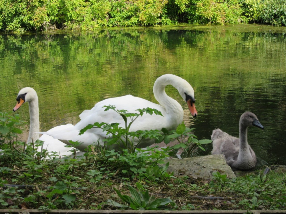 The swans at the Bishop's Palace 