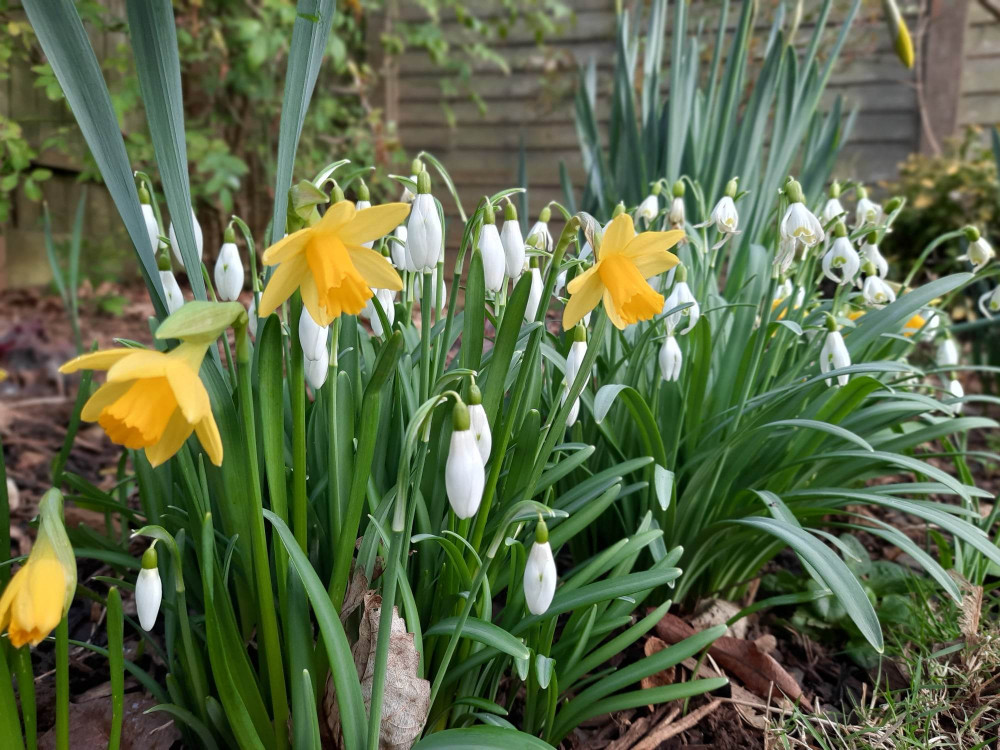 Snowdrops and daffodils in Oakham, Rutland. Image credit: Nub News. 