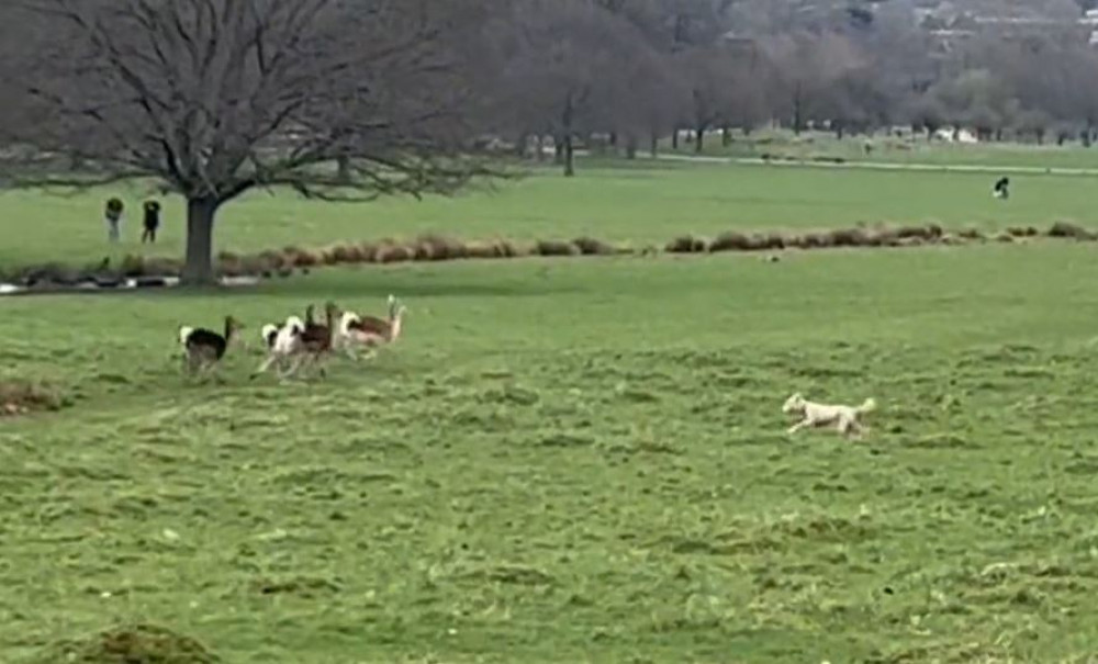 Dog filmed harassing a deer. Credit: Royal Parks police.