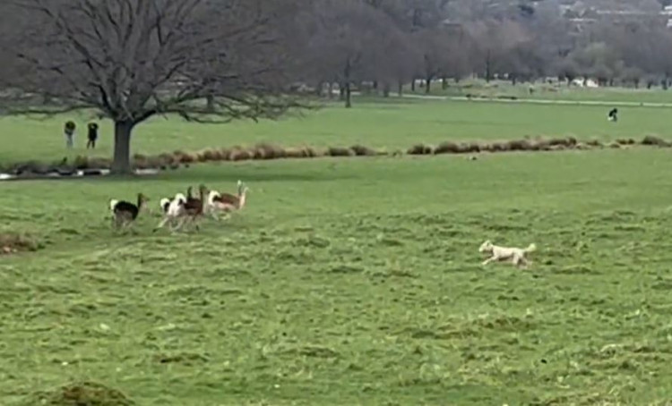 Dog filmed harassing a deer. Credit: Royal Parks police.