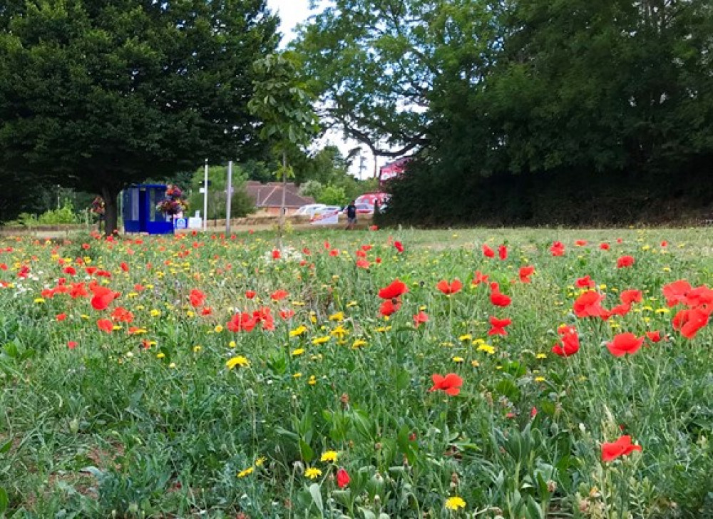 East Devon residents are invited to take part in the ‘biodiversity starts on your doorstep’ campaign