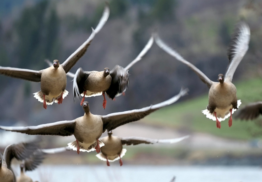 Arctic geese migrate here (Picture: SWNS