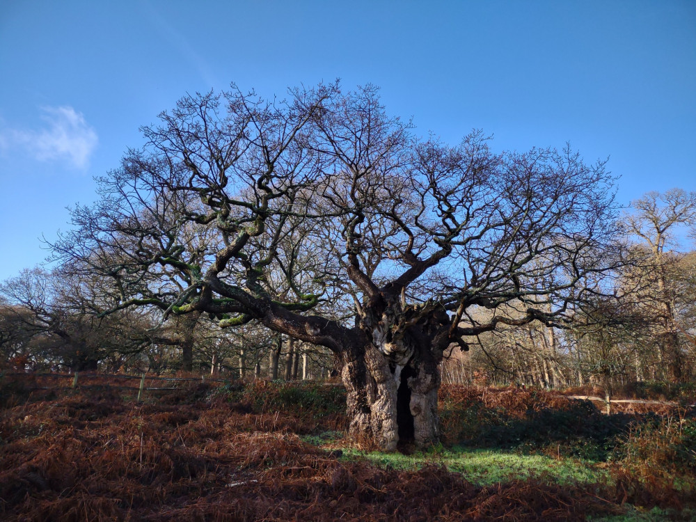 High winds force closures in parts of Richmond Park and Bushy Park