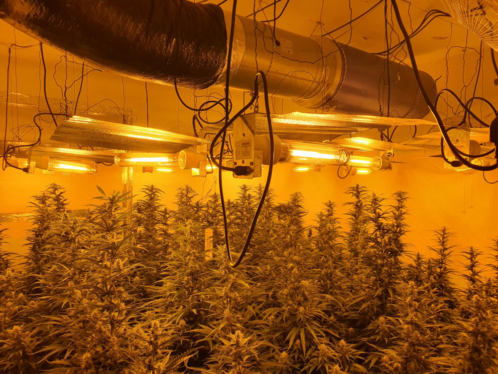 Police have seized two large cannabis grows from properties in Longton and Burslem in the past three weeks (Staffordshire Police).