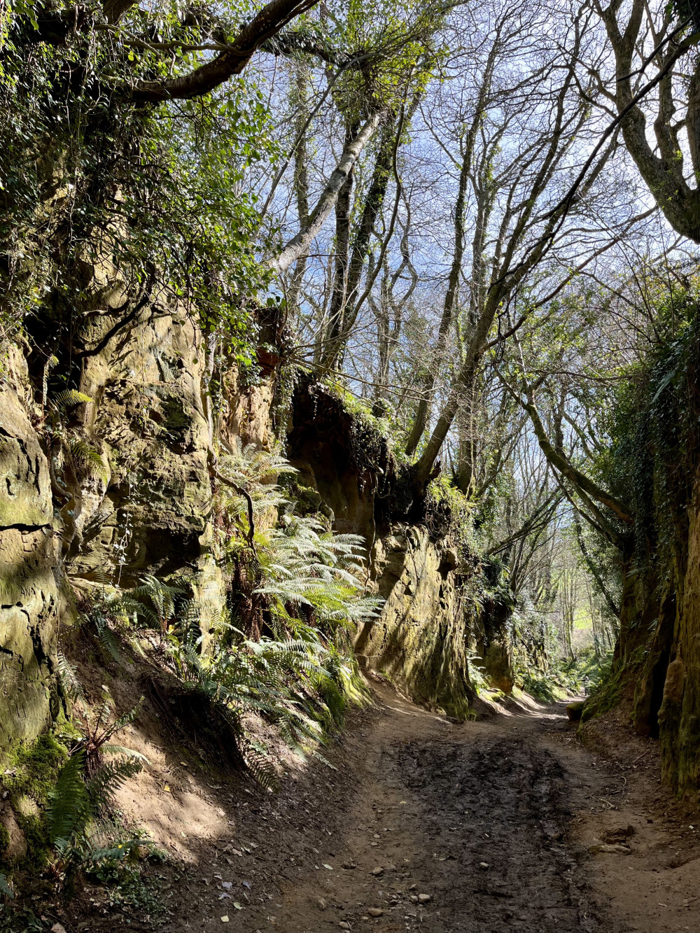 West Dorset Walk of the Week: A sunny saunter around Symondsbury 