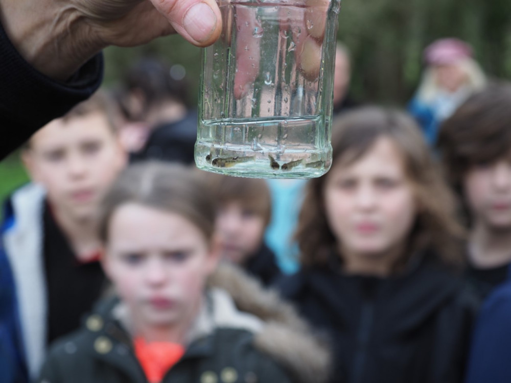 Children have raised tiny sea trout and released them into the Kit Brook in Chardstock