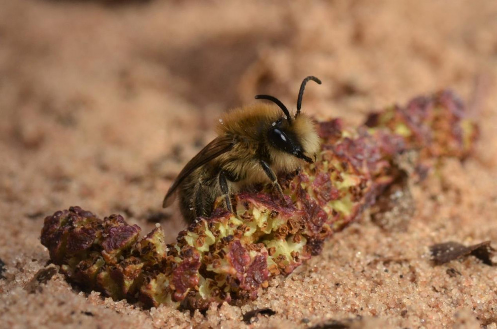 Colletes cunicularius, also known as the Spring Plasterer Bee, was spotted at Ryton Pools Country Park (image via Warwickshire County Council)